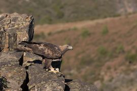 De schutkleur van een steenarend