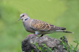 Zomertortel in Brabant