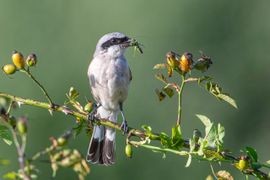 Grauwe klauwier met sprinkhaan