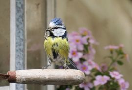 Druk met het voeren van de kleintjes