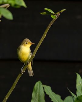 Een spotvogel toont interesse in de vijver