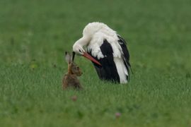 Hallo, wie ben jij ?