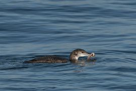 Dit was het duiken waard