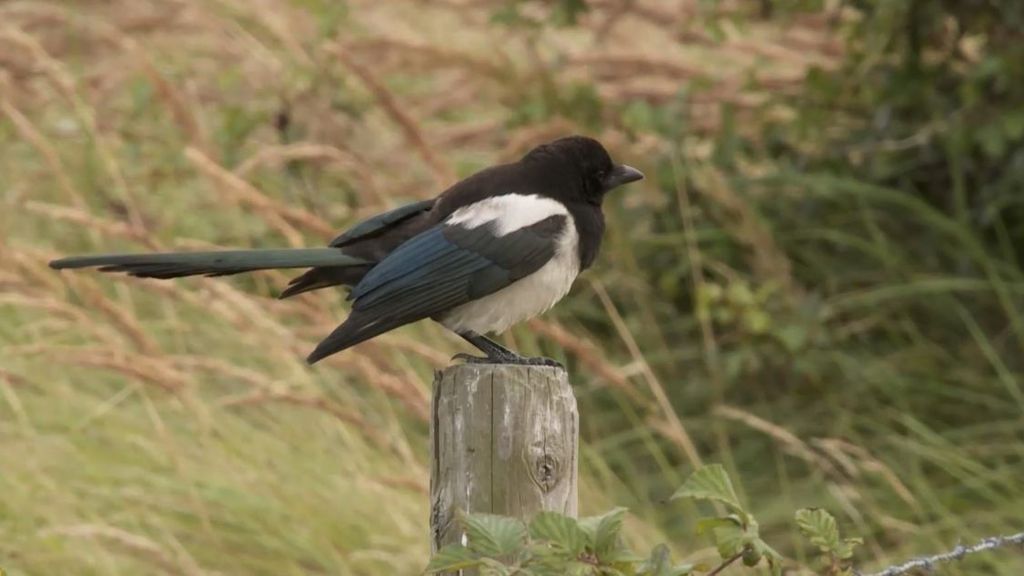 Ekster | Vogelbescherming