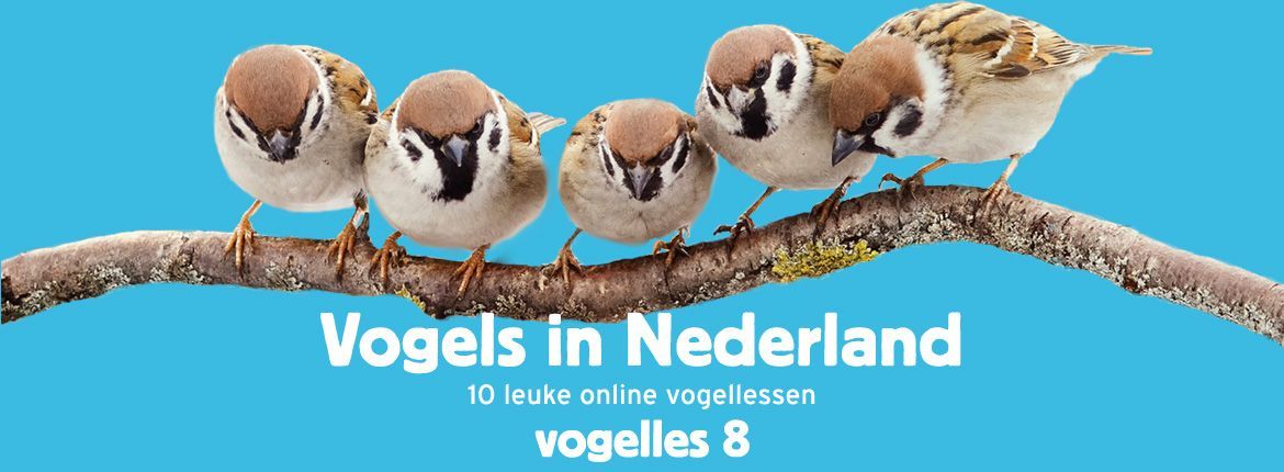 Header Vogels in Nederland