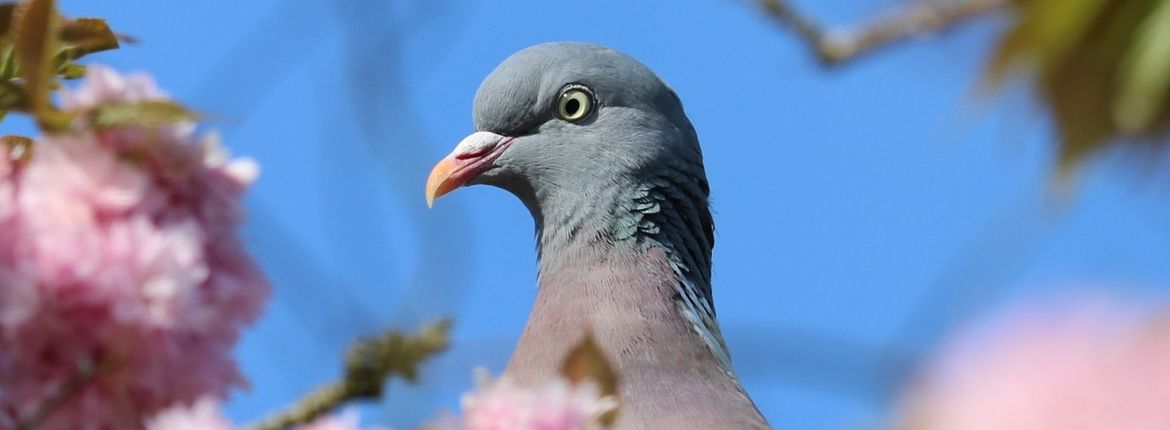 Duiven in de haters en liefhebbers | Vogelbescherming