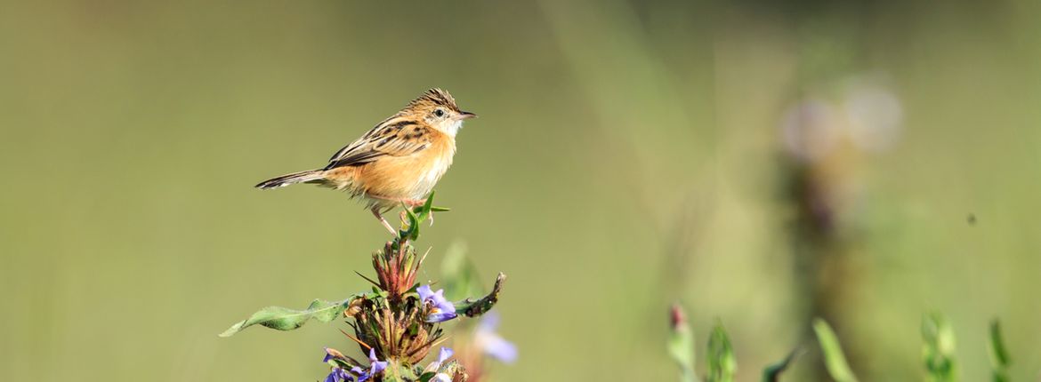 Graszanger / Shutterstock