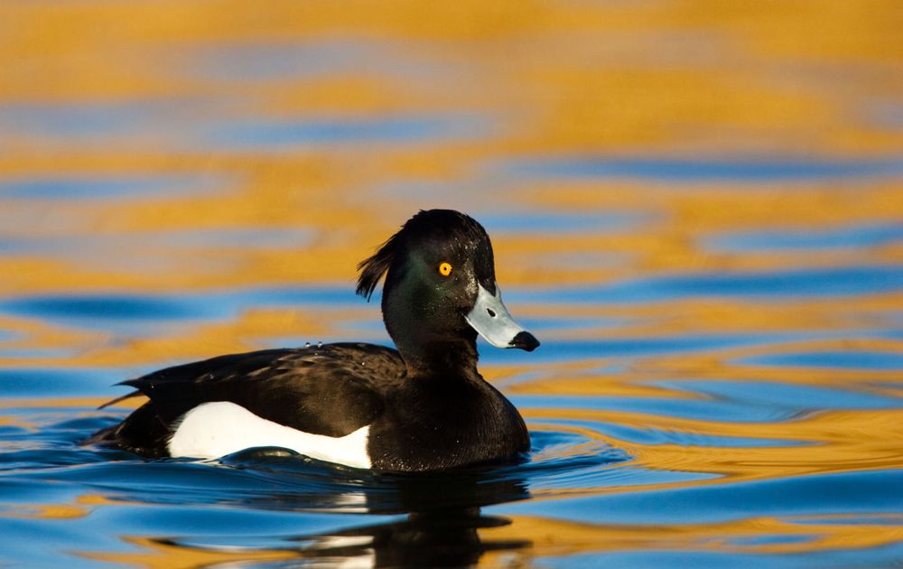 Tegenhanger gelijkheid Tenen Kuifeend | Vogelbescherming