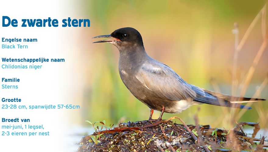 Zwarte stern paspoort vogelcursus