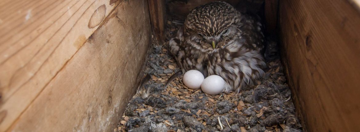 Sophie Spoedig Belonend Wanneer begint ze te broeden? | Vogelbescherming