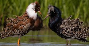 Kemphanen / Jan Onstenk, Fotogalerij