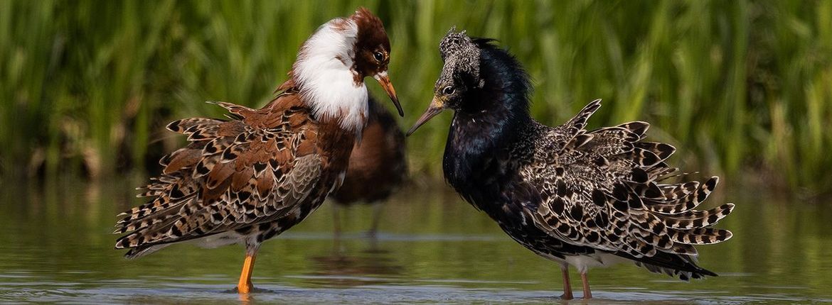 Kemphanen / Jan Onstenk, Fotogalerij