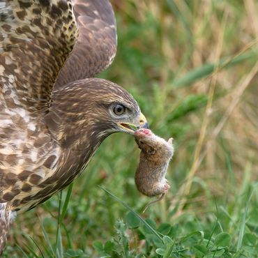 Buizerd met muis / Marjolein Baijens Fotogalerij