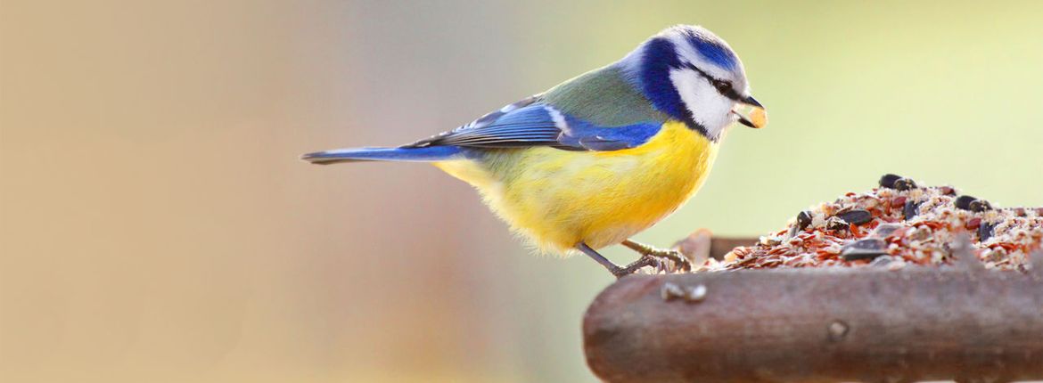 steak Of rijm Welke vogels eten wat? | Vogelbescherming