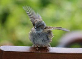 Lente, jonge heggenmus in de tuin