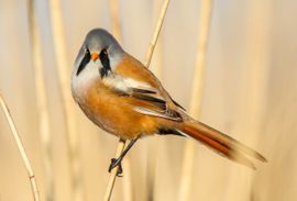 Baardman in het riet