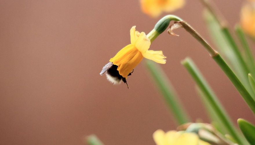 Hommel in narcis / Shutterstock