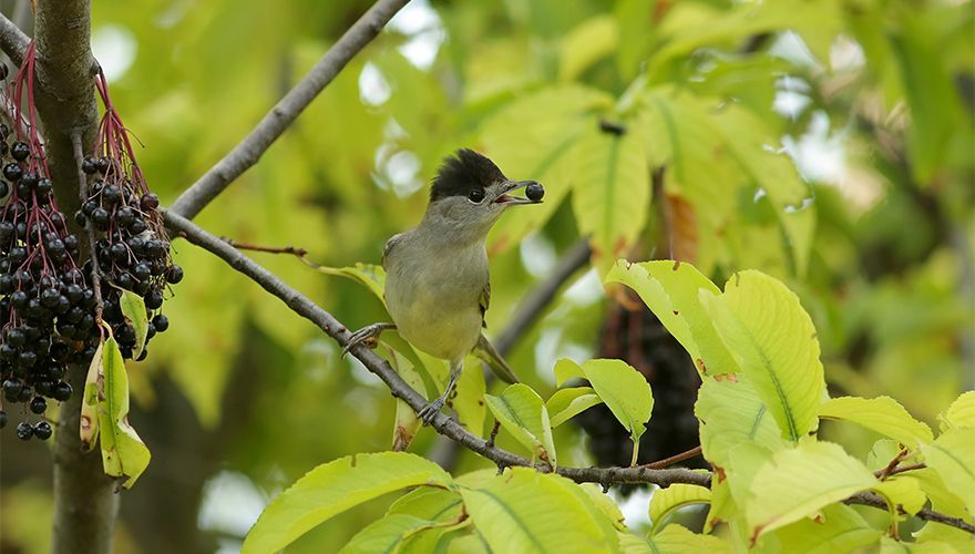 Zwartkop / Shutterstock