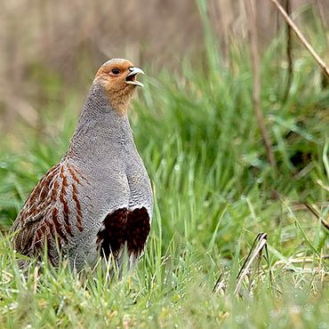 Patrijs / Birdphoto