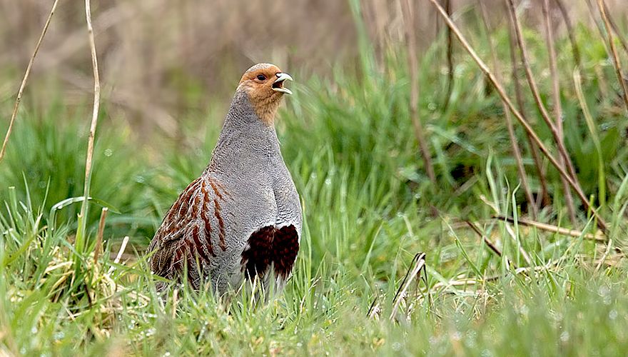 Patrijs / Birdphoto