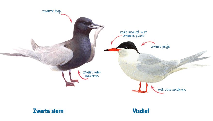 Infographic zwarte stern - visdief