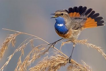 Blauwborst / Harry Jamont - Fotogalerij