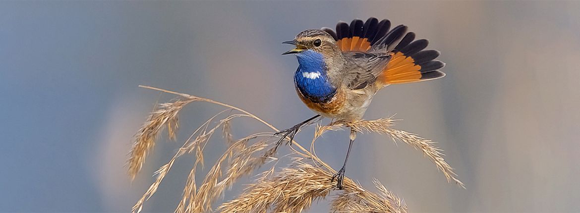 Blauwborst / Harry Jamont - Fotogalerij