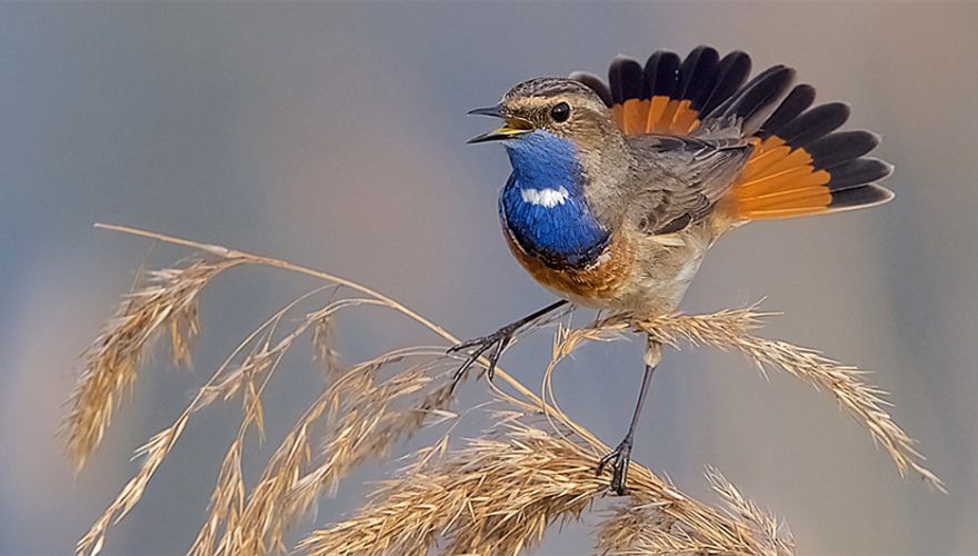 Blauwborst / Harry Jamont - Fotogalerij