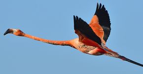 Caribische Flamingo / Shutterstock