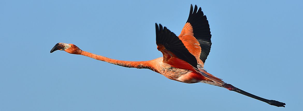 Caribische Flamingo / Shutterstock