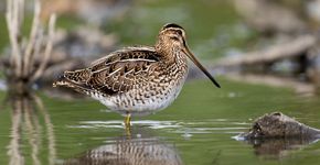 Watersnip / Gerard de Hoog, Natuurmonumenten