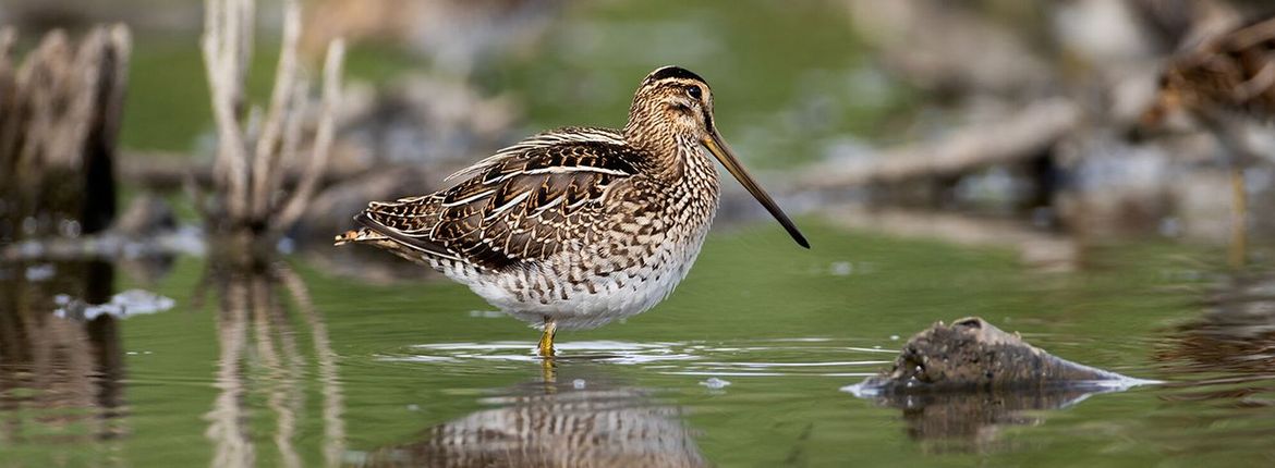 Watersnip / Gerard de Hoog, Natuurmonumenten