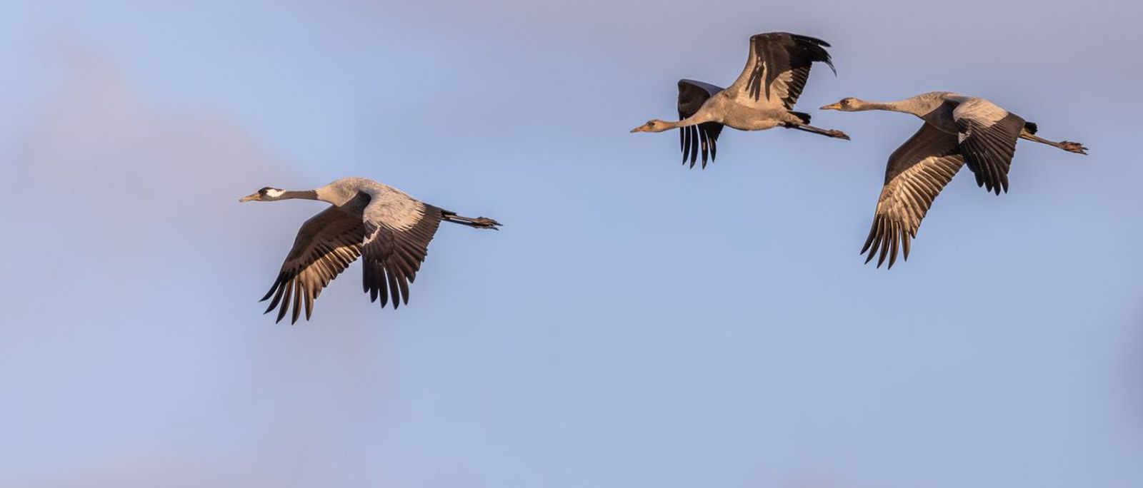 Kraanvogel / Shutterstock