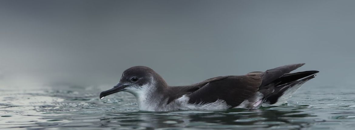 Noordse pijlstormvogel / Ruwan Aluvihare