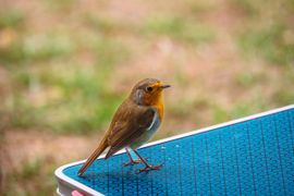 Waar is mijn eten nu …