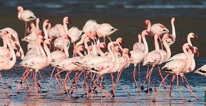Kleine flamingo / Shutterstock