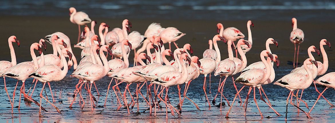 Kleine flamingo / Shutterstock