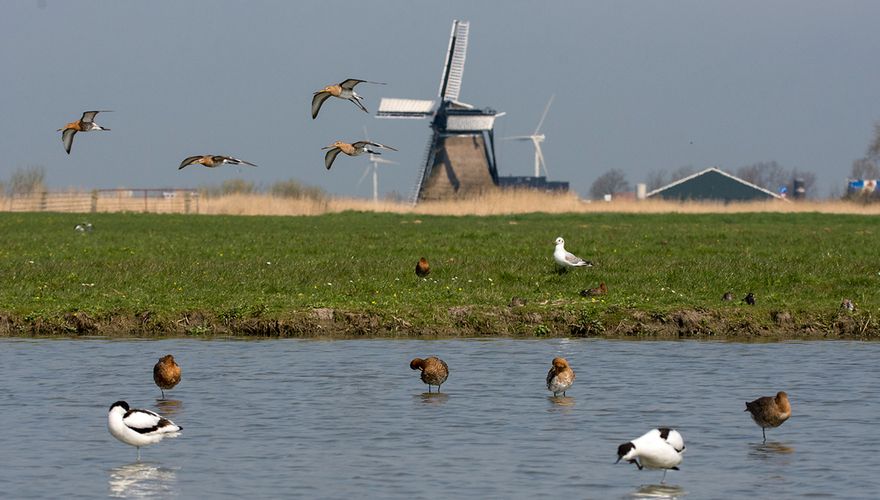 Landschap met kluten en grutto's / Hans Peeters