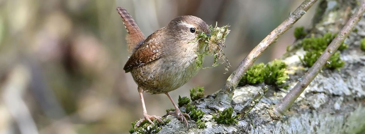 Winterkoning / Shutterstock