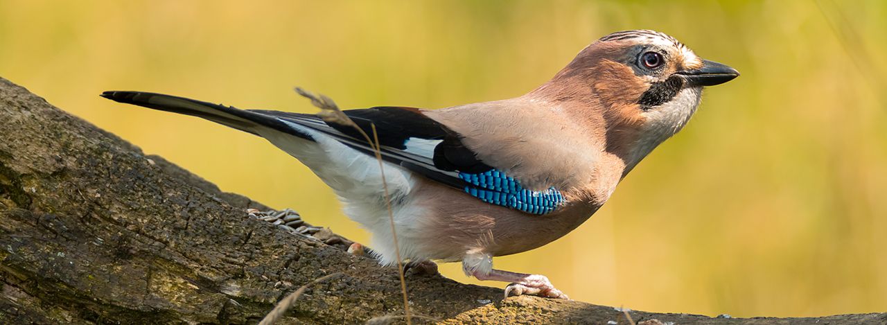 tuin vol verrassingen Vogelbescherming