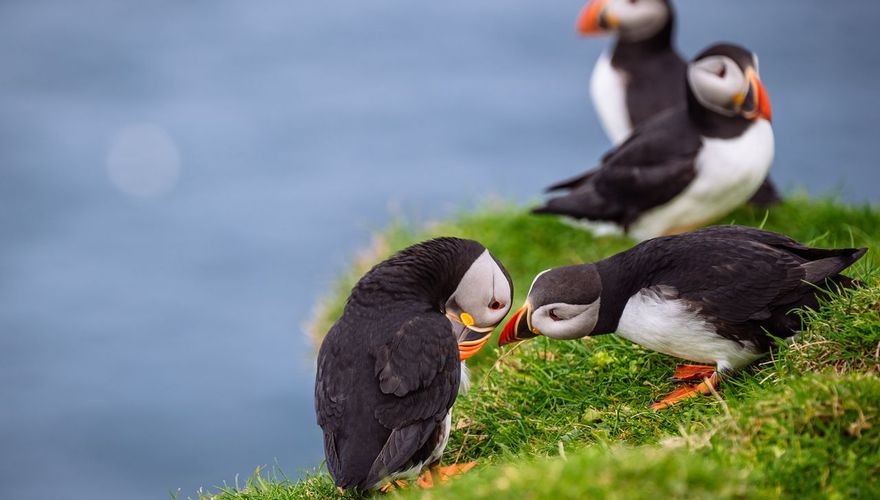 papegaaiduikers / Anne-Rie de la Cousine - vogelfotogalerij