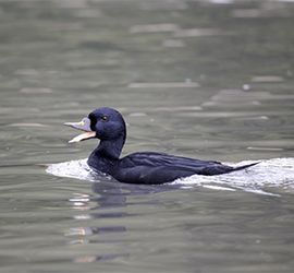 Zwarte zee-eend / Shutterstock
