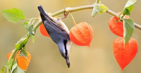 Boomklever / Shutterstock Boomklever / Shutterstock