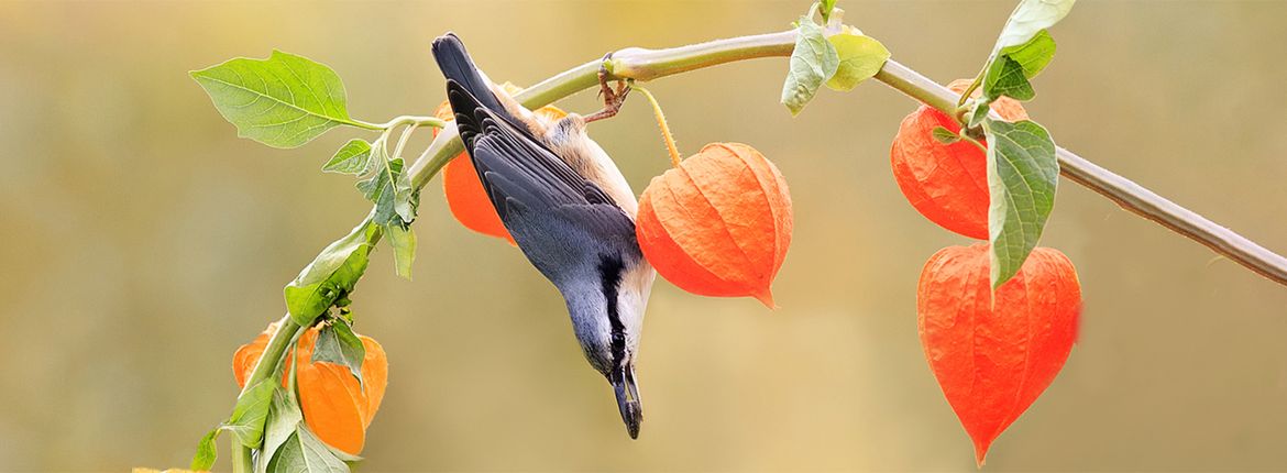 Boomklever / Shutterstock