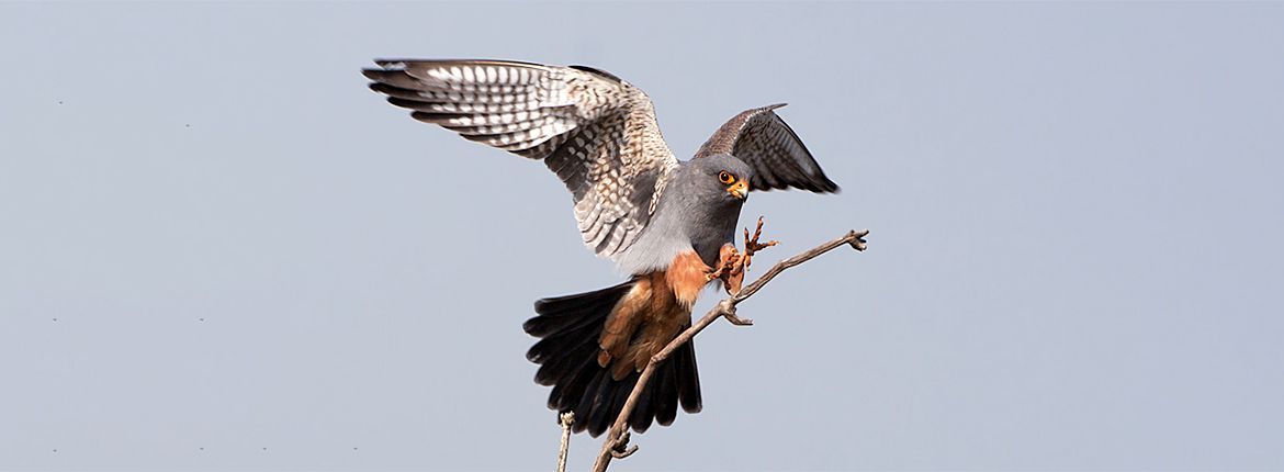 Roodpootvalk / Birdphoto