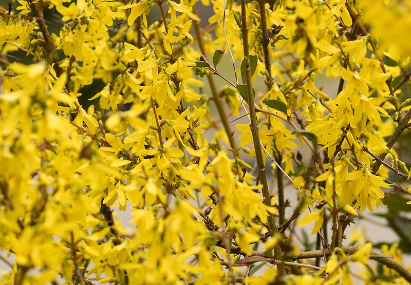 Forsythia / Hans Peeters