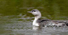 Roodkeelduiker / Birdphoto