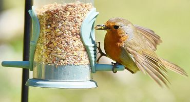 Roodborst voer / Shutterstock