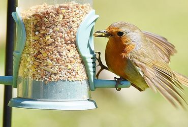 Roodborst voer / Shutterstock