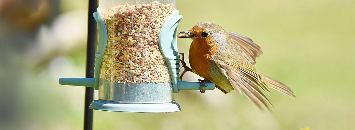 Roodborst voer / Shutterstock